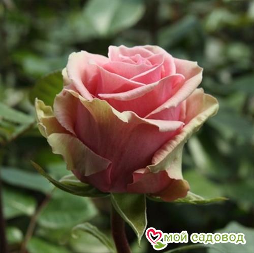 Чайно-гибридная роза Пестрая Фантазия: характеристики, описание с фото, отзывы садоводов - купить в интернет-магазине